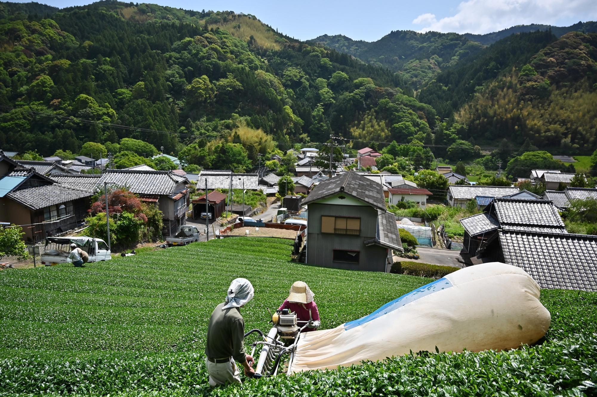 La folie matcha sauvera-t-elle le thé japonais ? (en images)