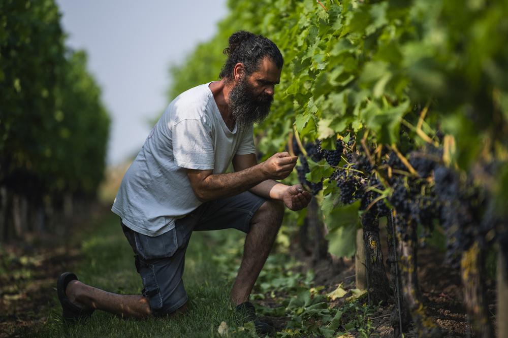 Murre Sofrakis arpente les vignes. Dans la province de Scanie en Suède méridionale, ce gaillard à la barbe noire et au visage buriné possède un vignoble de quelque deux hectares. Il est l'un des plus grands producteurs de vin du pays.