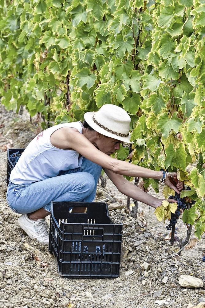 Vigneronnes et sommelières, ces femmes qui subliment le vin