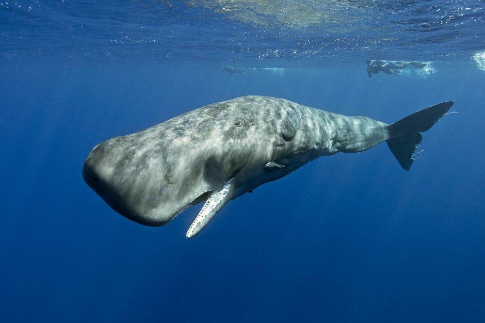Norvège: un nouveau lieu spectaculaire pour les amateurs de baleine (en images)