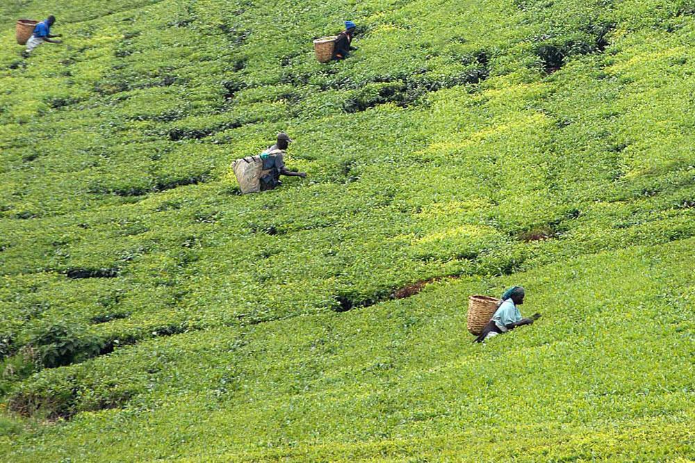 Le thé kenyan se diversifie