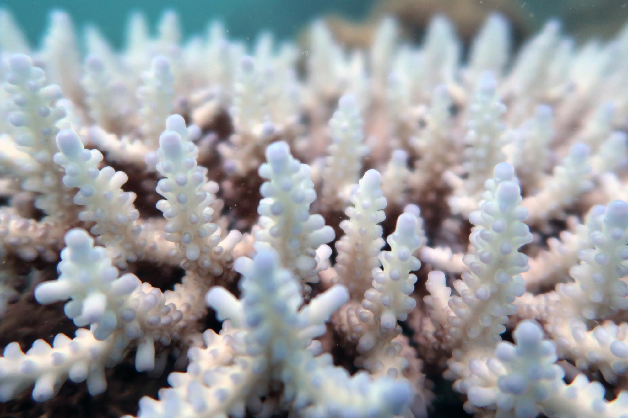 La Grande Barrière vient de vivre son pire épisode de blanchissement de coraux en Australie