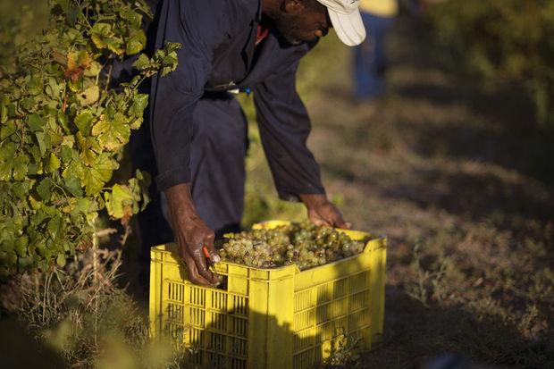 Le vin sud-africain veut se défaire de son image de piquette