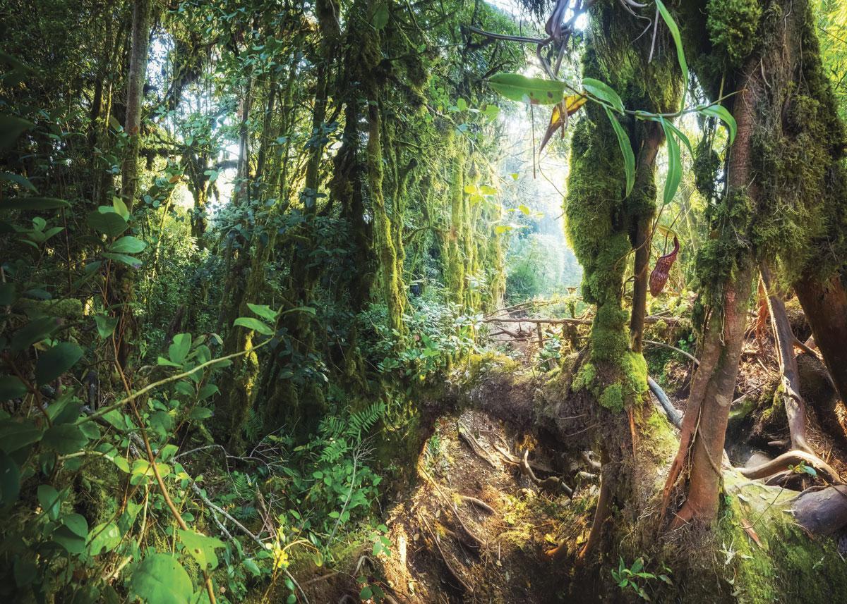Les cinq forêts les plus fascinantes du monde et leur mystère