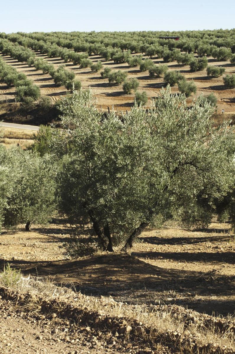 L'huile d'olive, une denrée ancestrale à déguster comme un bon vin