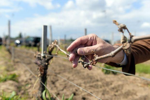 Le gel printanier d'avril va coûter cher aux vignobles