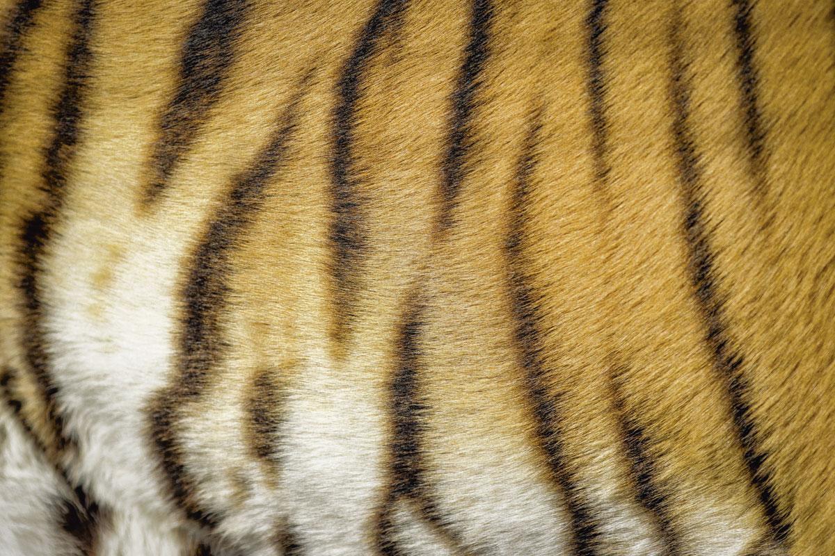L'oeil du tigre: Les indémodables motifs animaliers