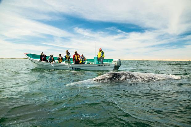 Sur la côte Pacifique, les baleines grises viennent de l'Arctique pour mettre bas à l'abri des prédateurs.
