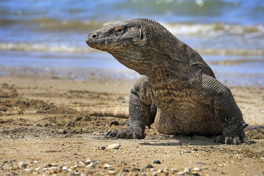 L'Indonésie ferme l'île de Komodo pour protéger les dragons