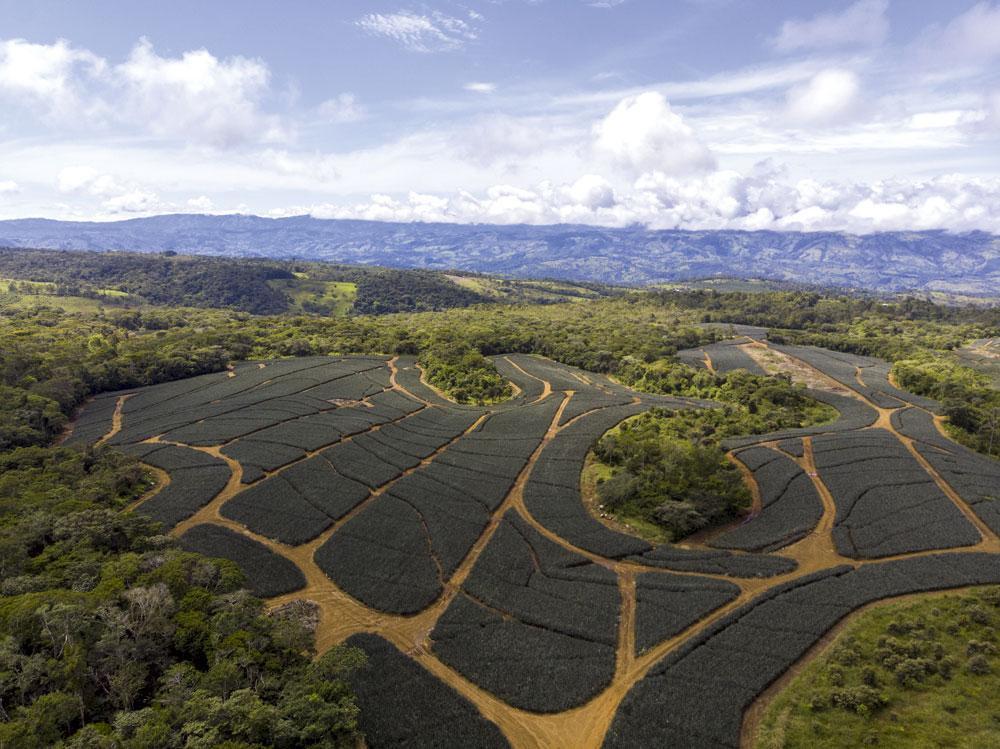 Les champs d'ananas de la multinationale Del Monte.