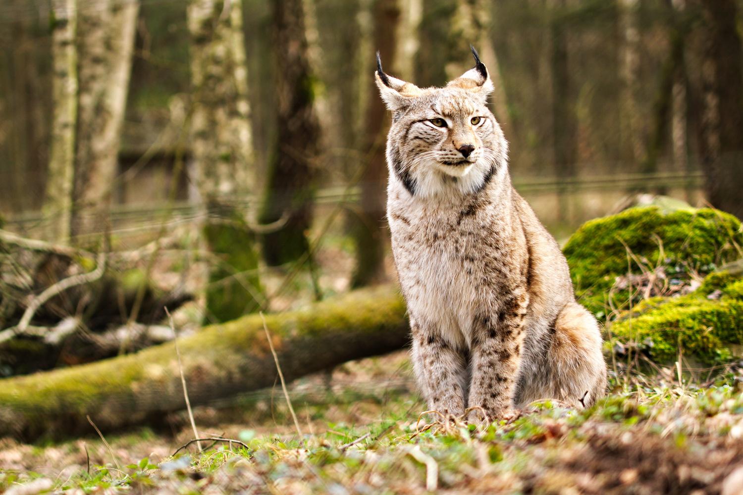 Un Lynx 