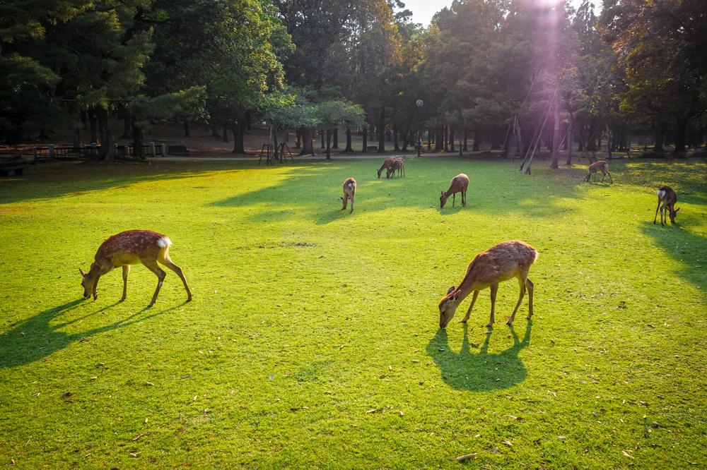 Les daims du parc de Nara au Japon