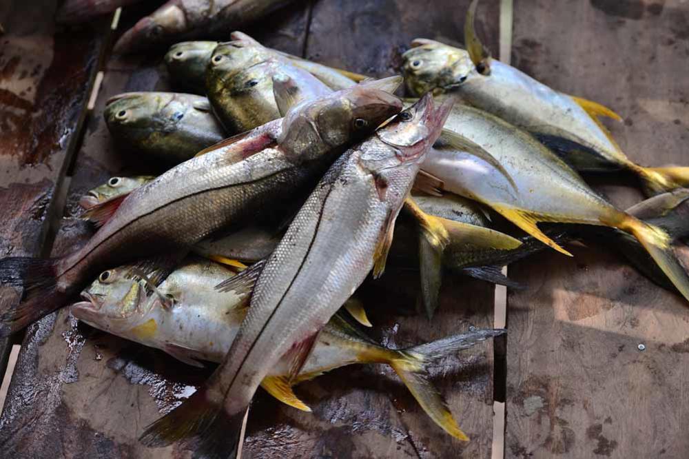 La pêche à la langouste au prix de la vie des Indiens mosquitos (en image)