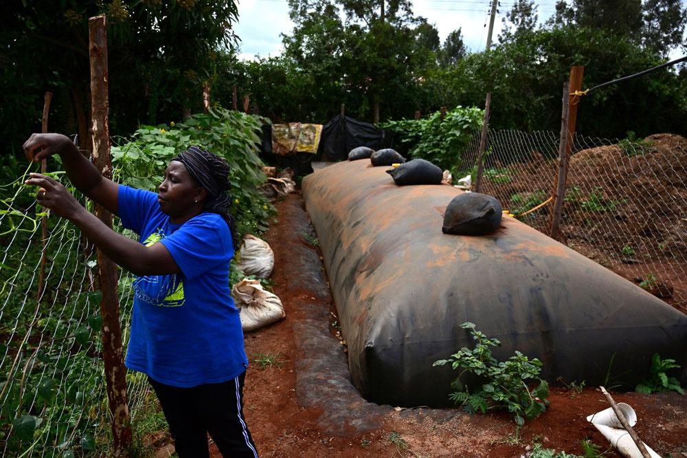 L'arme secrète de ce cultivateur kényan ? Des excréments