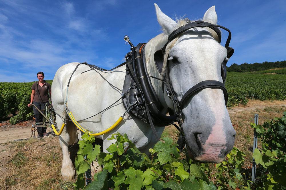 Champagne: Le cheval est l'avenir de la vigne
