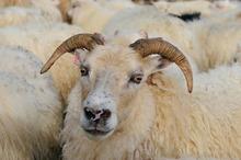... où les moutons islandais, mâles ou femelles, arborent des cornes.