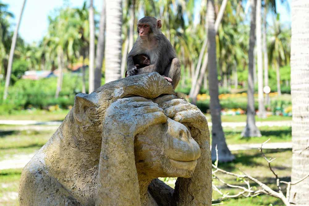 Vietnam: la très controversée île aux singes (en images)