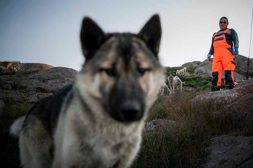 Les chiens de traîneau du Groenland (en images)