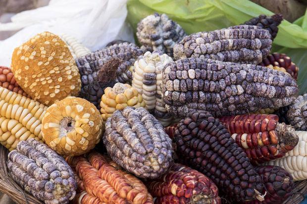 Pourquoi se contenter d'une seule sorte de maïs quand on a toutes ces variantes magnifiquement colorées à sa disposition ?