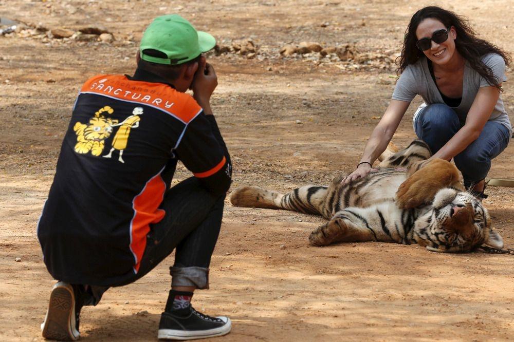 Les touristes, toujours clients pour prodiguer une petite caresse aux célèbres tigres 