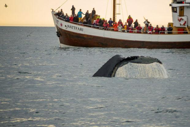 Islande : Les baleines, nouvelles stars de l'écotourisme