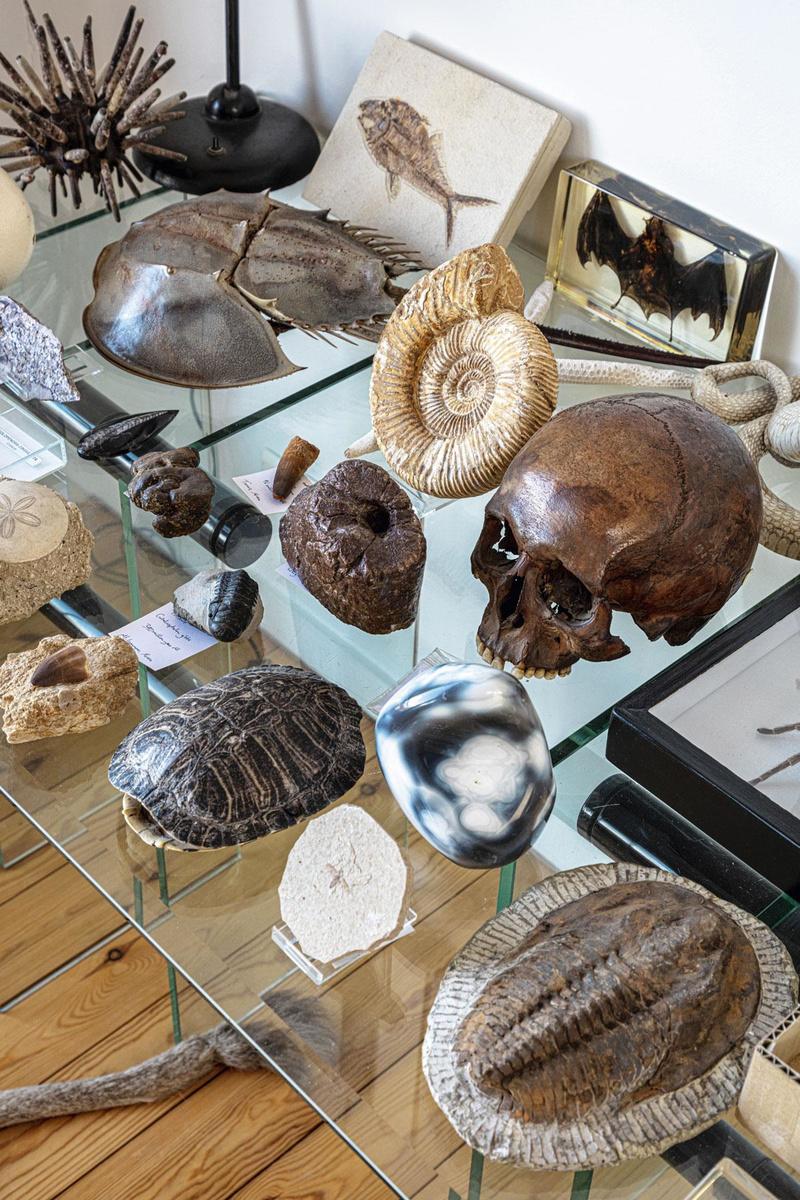 Dans le salon, une collection de fossiles et autres éléments tirés de la nature.