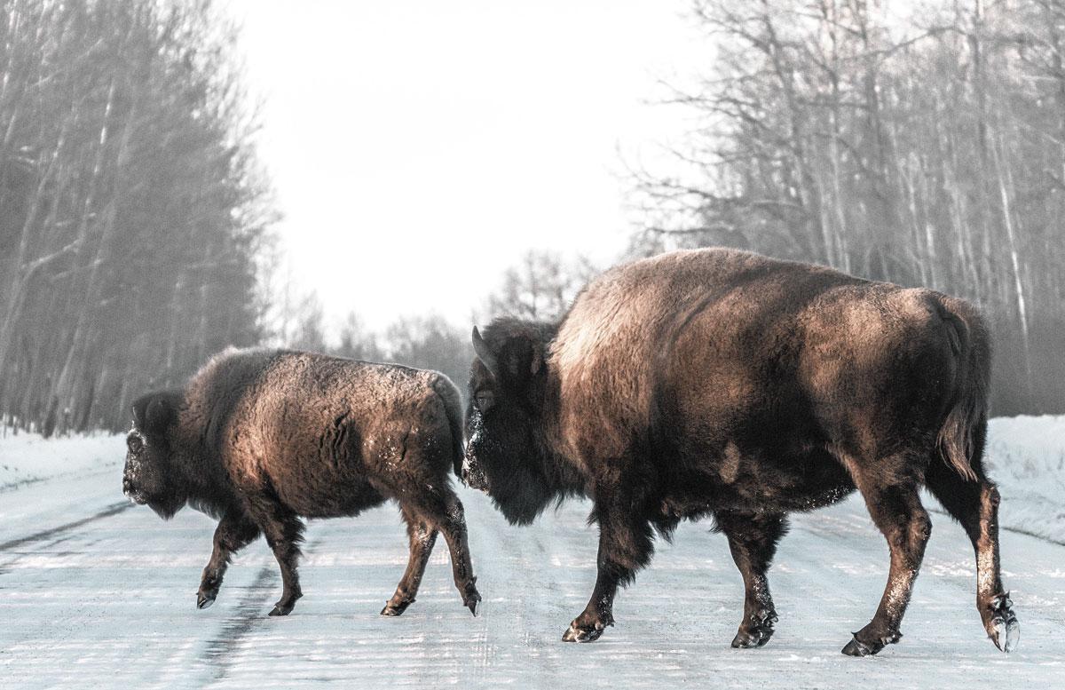 Les bisons d'Elk Island.