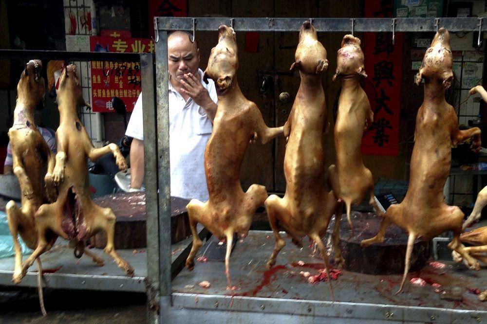 Yulin, théatre du Festival de la viande de chien, en Chine