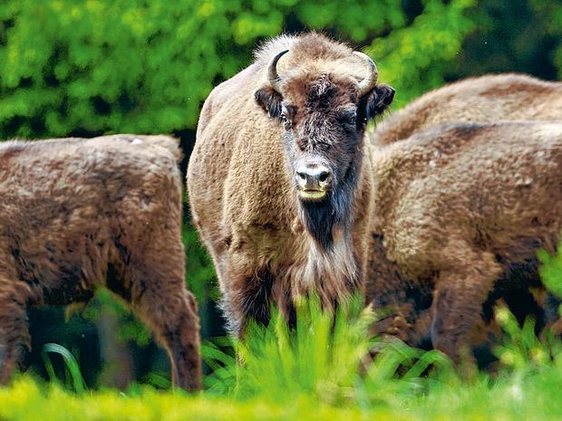 Plus d'un millier de bisons sauvages paissent encore en liberté au Belarus.