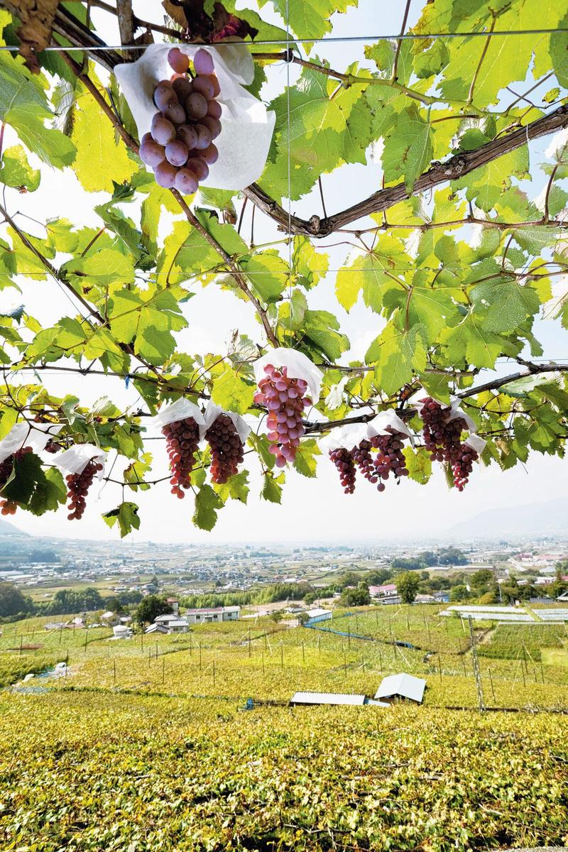 Le koshu japonais : du vin comme vous n'en avez jamais vu