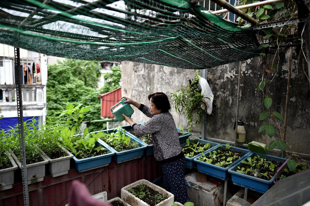 Le Thi Thanh Thuy, 69 ans, arrose ses plantations sur sa terrasse, à Hanoï