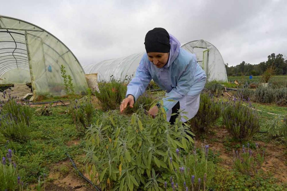 Tunisie: une pionnière se lance dans les fleurs comestibles