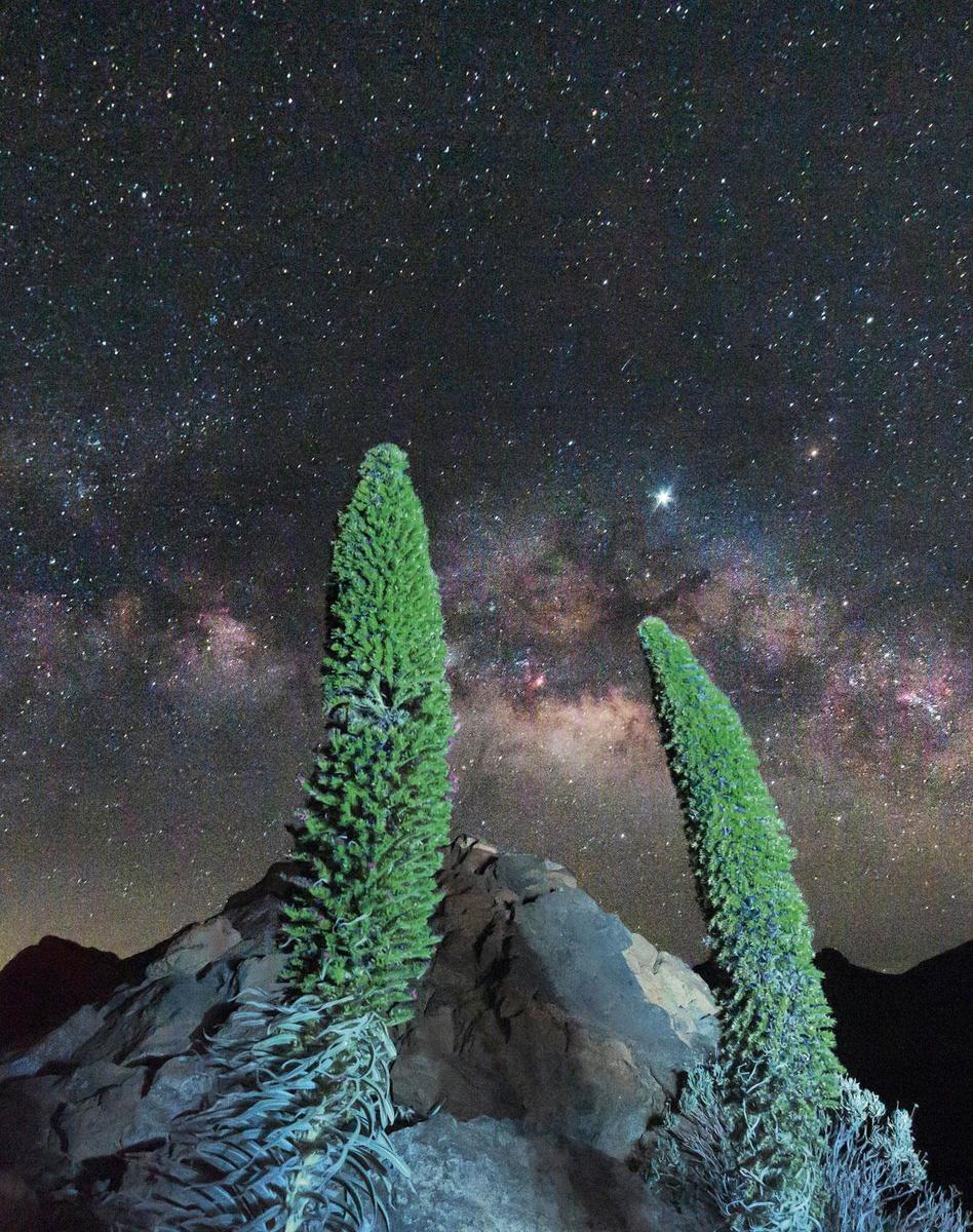 L'Echium wildpretii, alias l'herbe à serpent, ne se trouve (naturellement) que sur l'île de Tenerife.