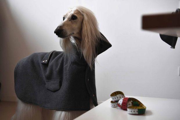 A dog wearing an outfit of Italian designer Temellini Milano is pictured in the workshop of the fashion house, on December 5, 2017 in Milan. Italian designer Giovanna Temellini designed a line of clothing 