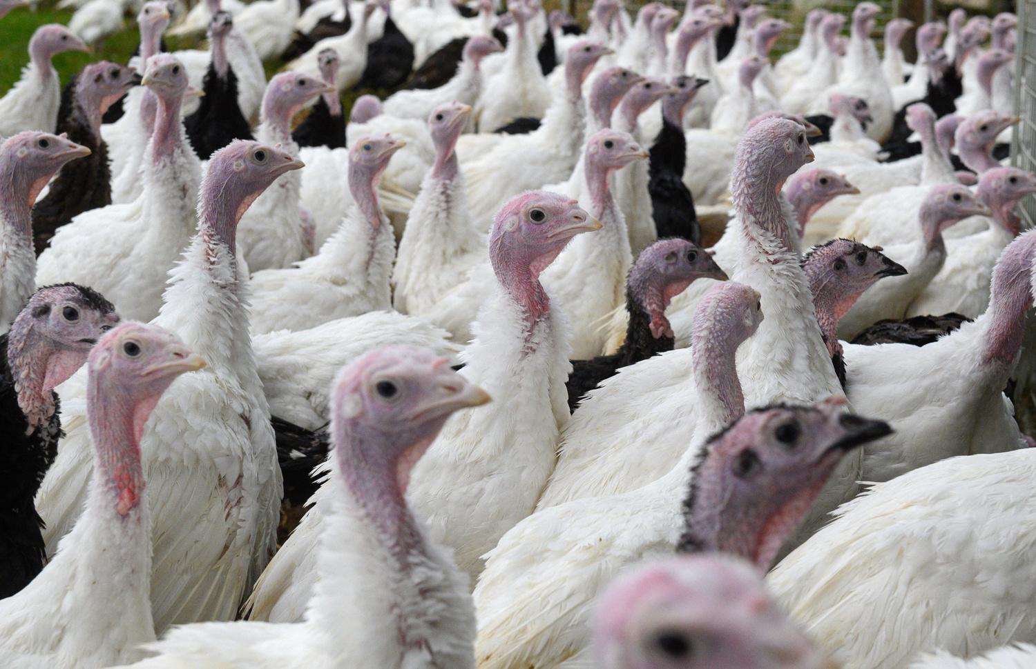 Ferme d'Eastfield Turkeys à Oxspring