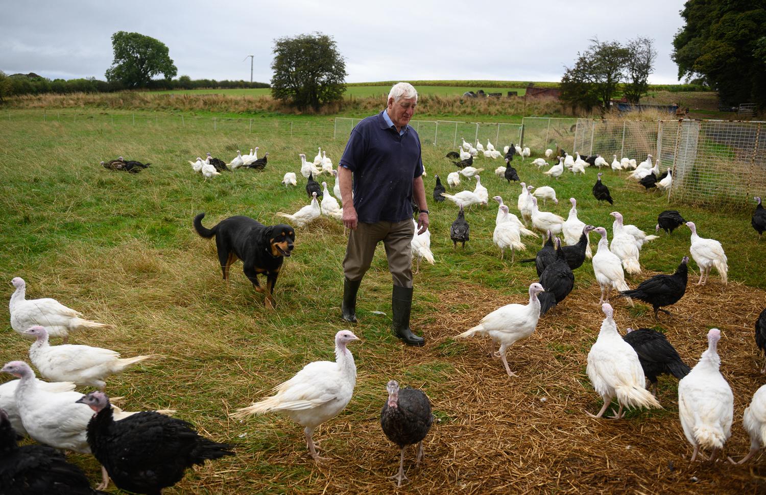 Ferme d'Eastfield Turkeys à Oxspring