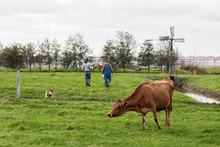 Les vaches Jersey de Roel dans le Maasland broutent jour et nuit à l'extérieur dans des prairies de tourbières. Le lait de ces vaches est plus gras et plus protéiné qu'un autre lait.