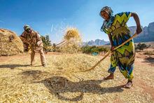Un couple d'agriculteurs dans la région du Tigré bat le blé fraîchement coupé.