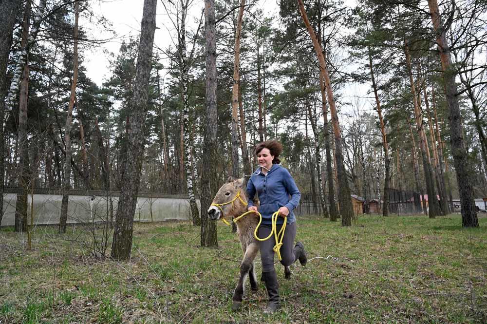 Le cheval de Przewalski prospère à Tchernobyl (en images)