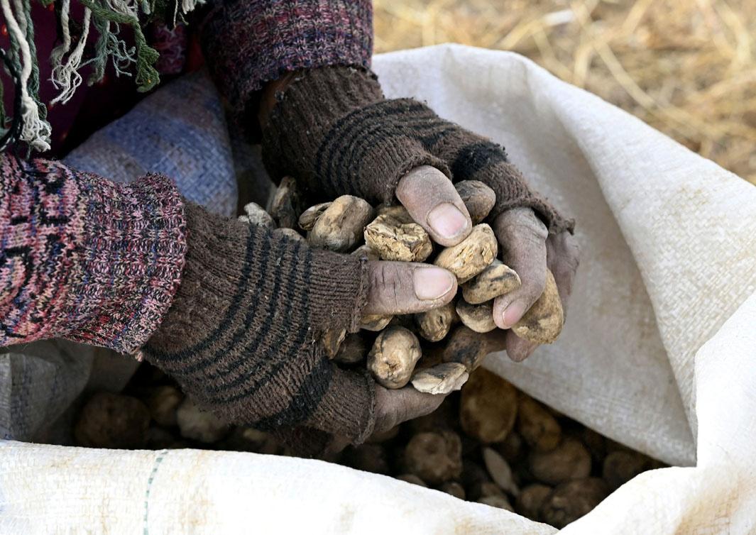 Le chuño, secret des Andes pour rendre les pommes de terre 