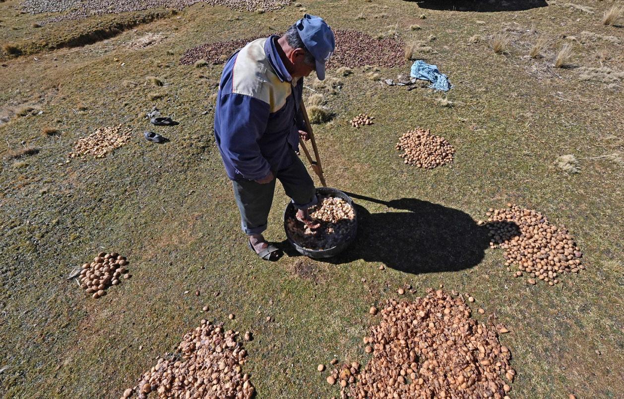 Le chuño, secret des Andes pour rendre les pommes de terre 