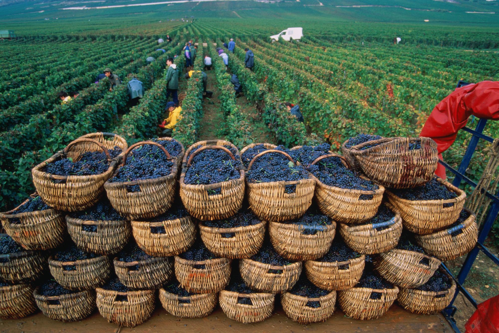 Comment les viticulteurs français s'adaptent au changement climatique