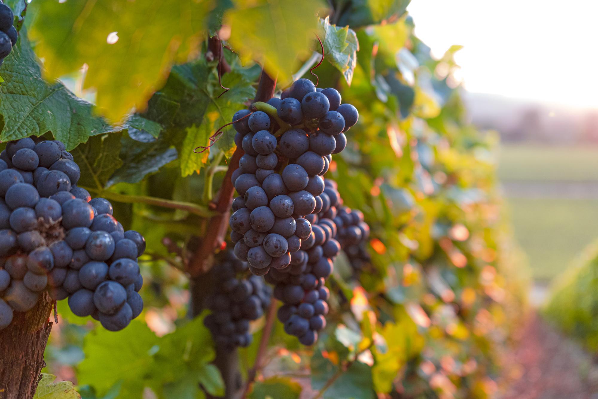 Comment les viticulteurs français s'adaptent au changement climatique