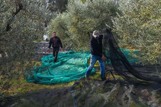 Dans Le verger des Baux, Olivier Roman prépare les filets, puis procède à la cueillette des olives.