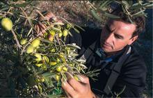 A la découverte de l'olive des Alpilles