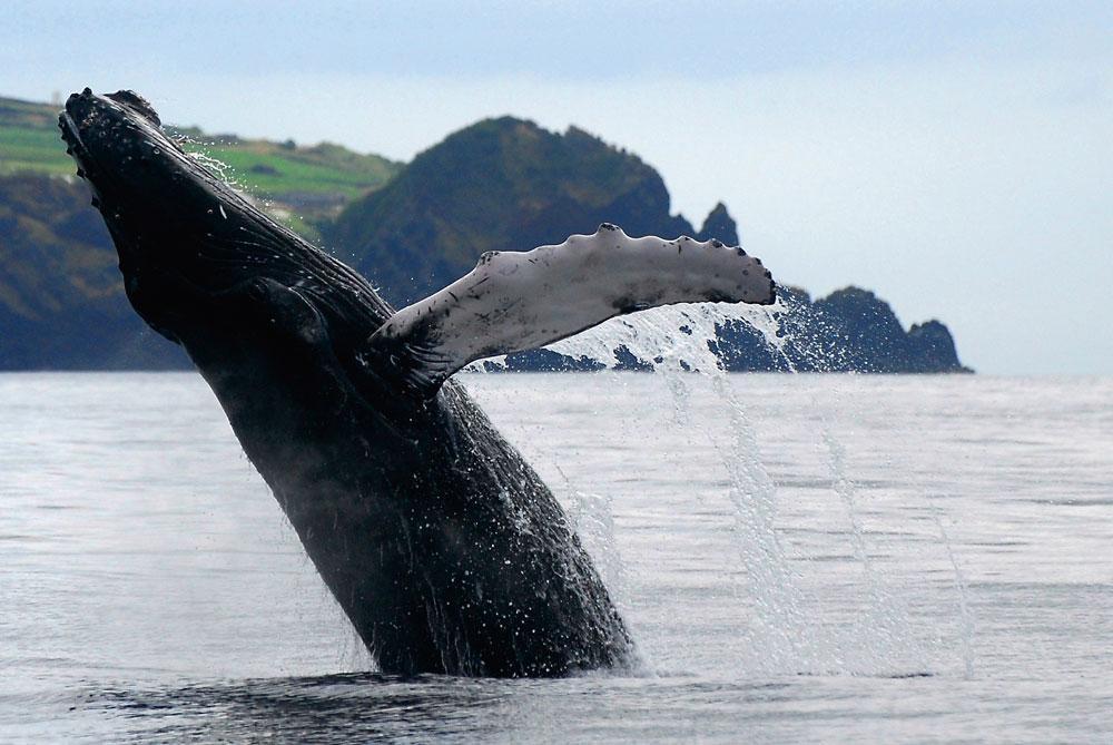 L'une des plus vastes populations de baleines au monde.