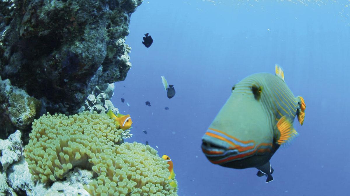 Le corail est vital pour les poissons, mais aussi pour les îles et leurs habitants.