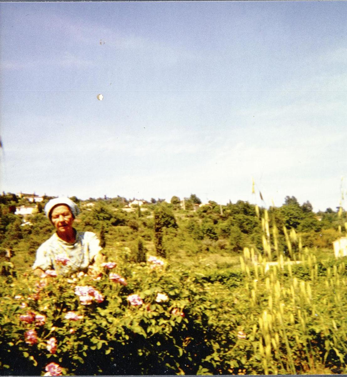Catherine Dior dans ses champs de roses.