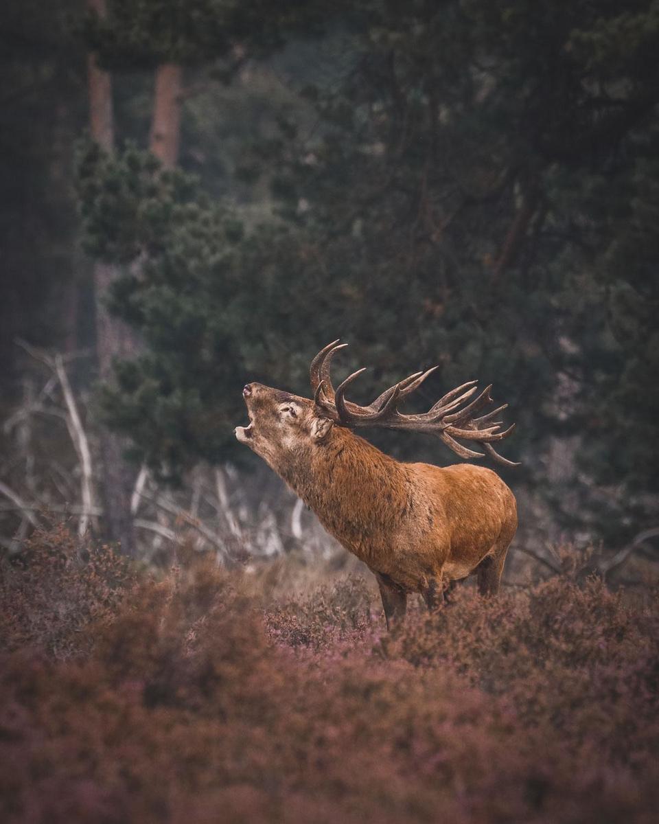 Vous avez toujours rêvé d'observer le brame du cerf? Grimpez dans un des promontoires de la Veluwe.