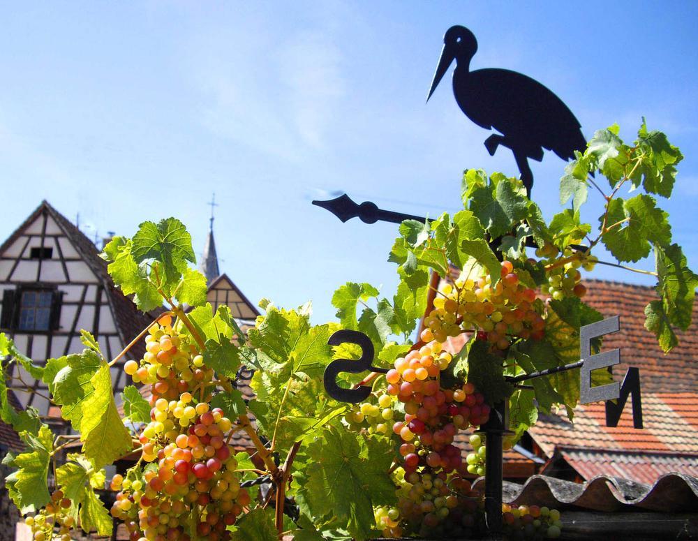 Alsace, la route des vins en 6 étapes